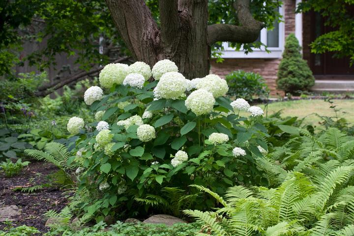 Produktbild Plant in a Box Hydrangea arborescens 'Annabelle' - 4er Set Hortensien
