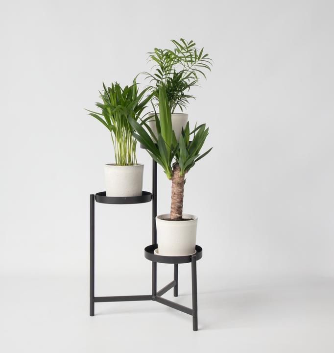 Actual product image Plant in a Box Areca, Chamaedorea, Yucca - 3 mix mini palm tree (25 cm)