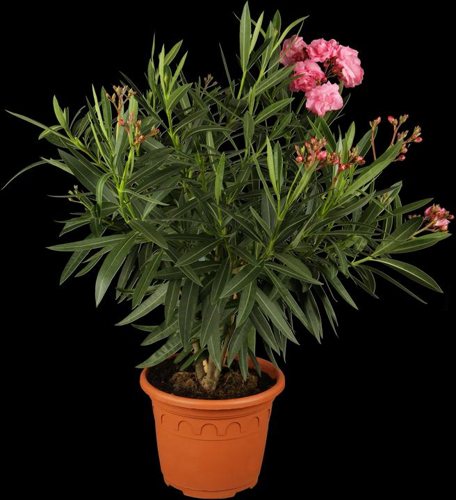 Actual product image Oleander pink (70 cm)