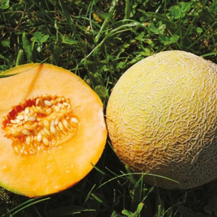 Sativa Sugar melon Benary's sugar ball (Seedlings)