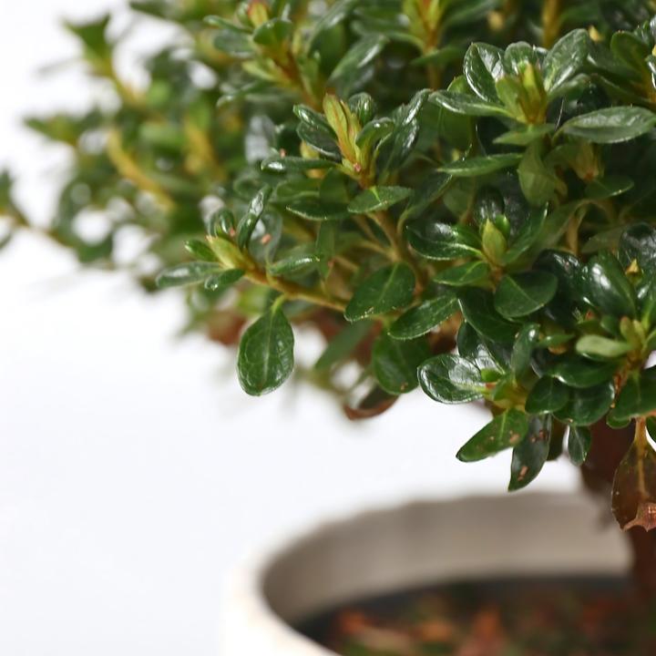 Produktbild Plant in a Box Rhododendron azalea 'Anouk' - 2er Set Azalee (25 cm)