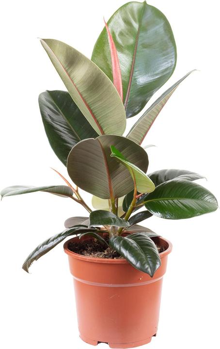 Immagine prodotto Flowerbox Gummibaum - Ficus elastica "Robusta"
