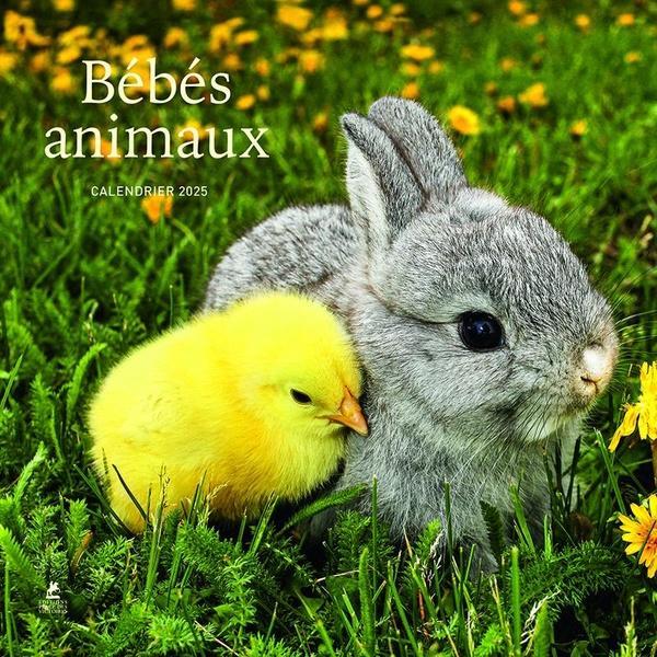 Produktbild Tierbabys (30 x 30 cm, Harter Einband, Französisch)