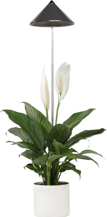 Immagine prodotto Colibri Grigio SUNLiTE (LED, 230 V)