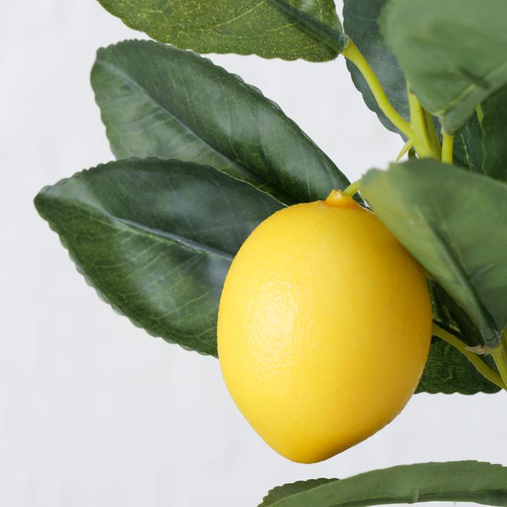 Produktbild Zitronenbaum (70 cm)