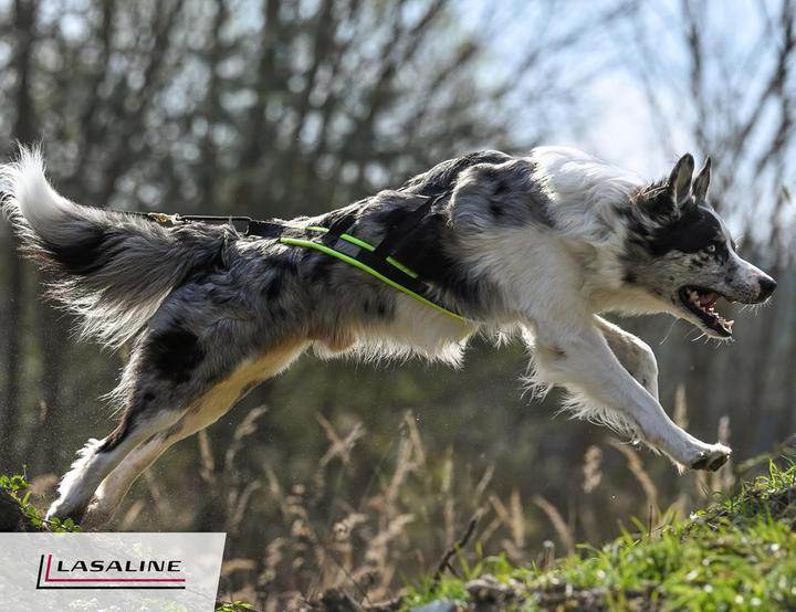 Produktbild Lasaline Hunde Zuggeschirr X Back für Canicross (XS, Hund, Hundesport)