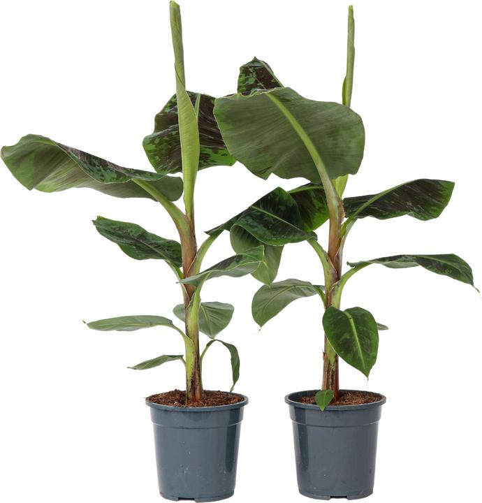 Immagine prodotto Plant in a Box Musa Dwarf Cavendish - Set di 2 piante di banane (90 cm)