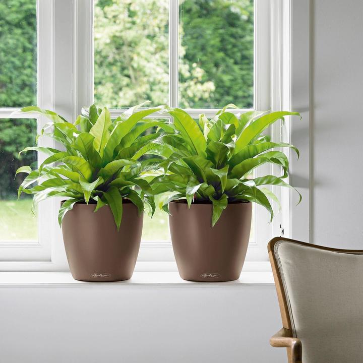Produktbild Lechuza Classico Color (34.50 cm)
