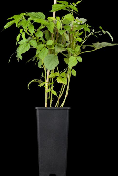 Framboise Willamette (50 cm)