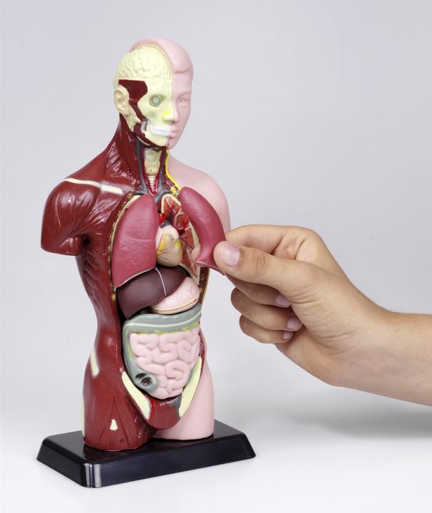 Produktbild Betzold Schülertorso