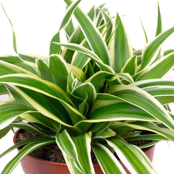 Produktbild Flowerbox Grünlilie "Ocean" - Chlorophytum Comosum (Tierfreundlich)