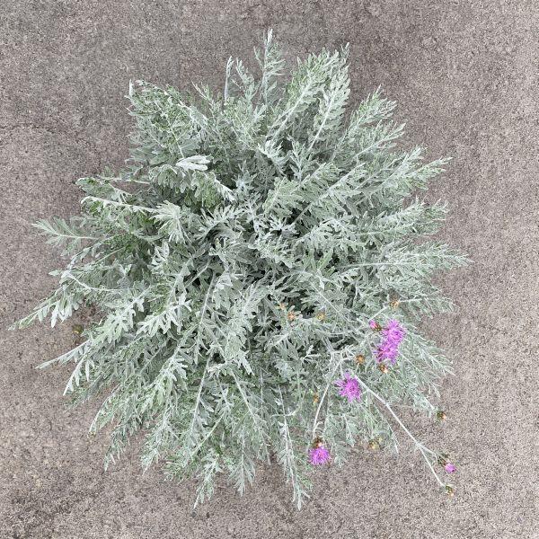 Actual product image Säntispracht The perennial knapweed - Centaurea 'Silver Feather' (80 cm)