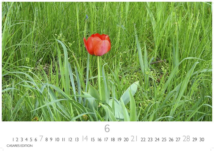 Produktbild Blumenwiese 2026 L 35x50cm (35 x 50 cm, Deutsch)