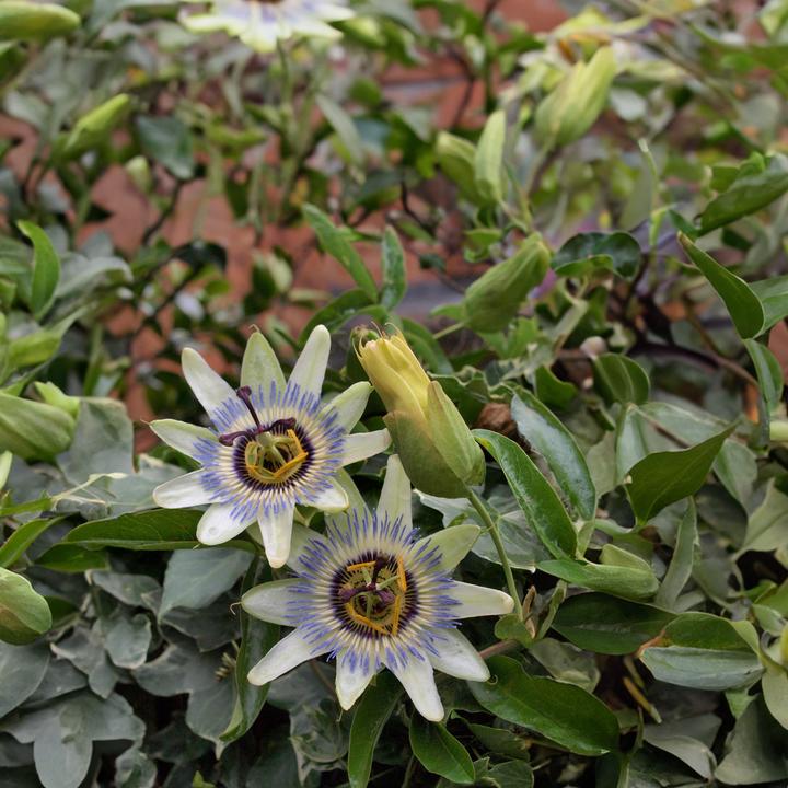 Produktbild Plant in a Box Passiflora caerulea - 2er-Set Passionsblume (110 cm)