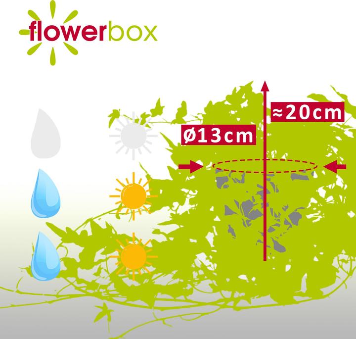 Actual product image Flowerbox Gemeiner Efeu- Hedera helix (20 cm)