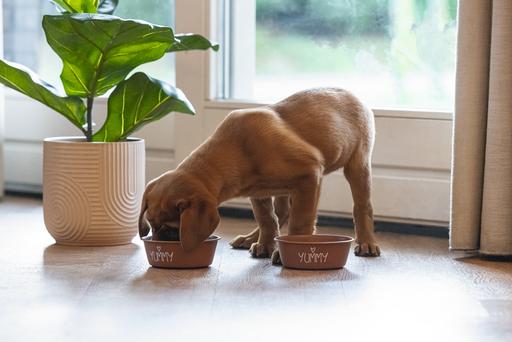 Produktbild Beeztees Puppy Napf Snoes (0.47 l)