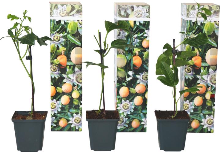 Produktbild Plant in a Box Passiflora edulis 'Frederick' - 3er-Set Passionsblume (40 cm)
