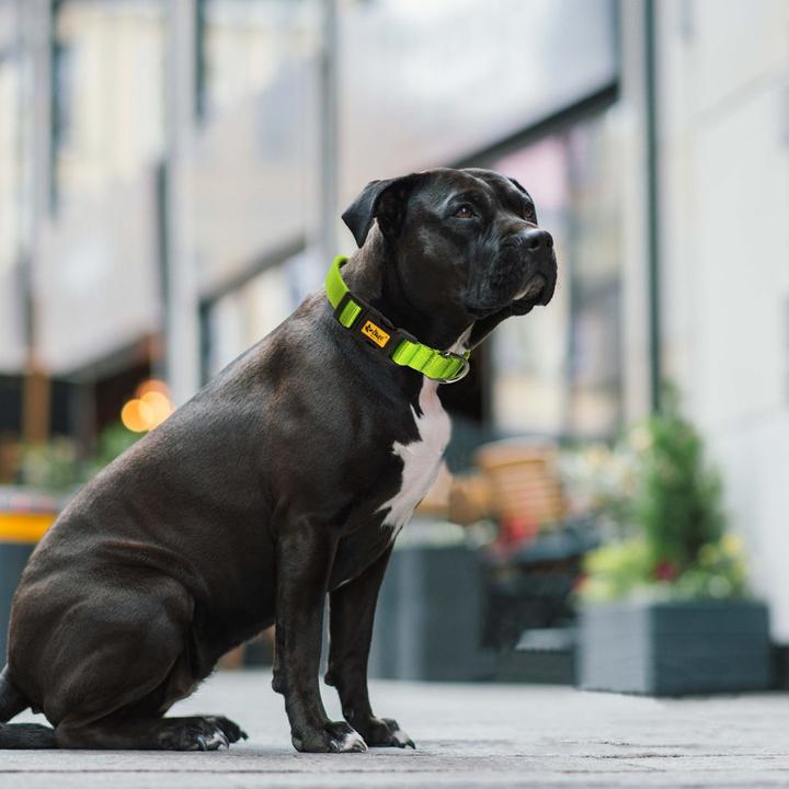 Produktbild Red Dingo Energieverstellbares Halsband 1,0/30 cm Grün (30, Hund, Allgemein)