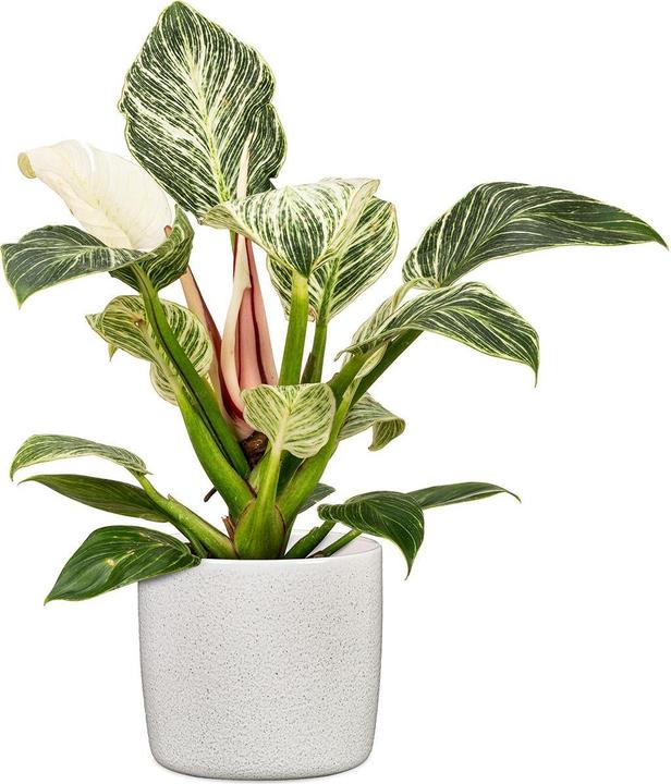 Produktbild Scheurich Blumentopf Perla 19.3 cm, Weiss (21.20 cm)