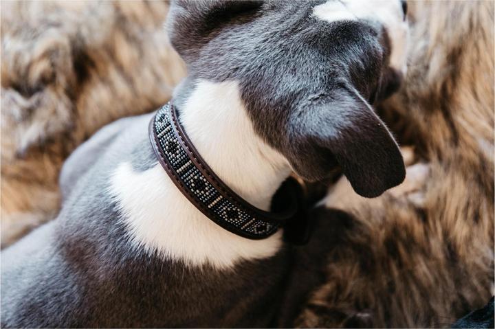 Produktbild Kentucky Dogwear Hundehalsband Handgemacht Pearls (L, Hund)