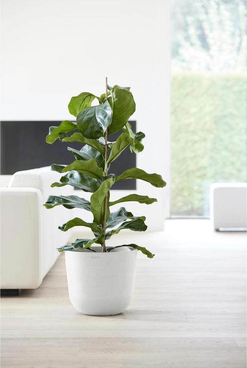 Actual product image Ecopots Oslo (35 cm)