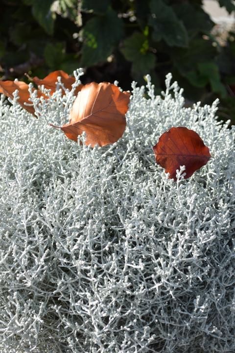 Produktbild Säntispracht Silberkopf - Calocephalus Brownii (60 cm)