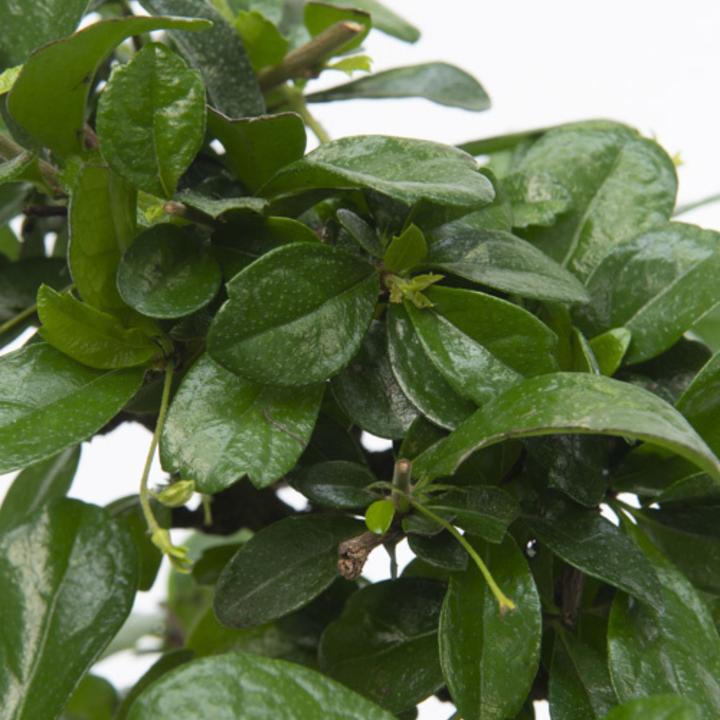 Image du produit Plant in a Box Carmona microphylla - Bonsaïs (20 cm)