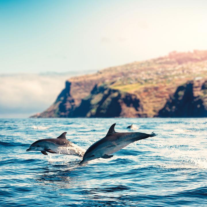 Image du produit Dolphins/Dauphins 2023 (Couverture rigide, Espagnol, Français, Tchèque, Italien, Néerlandais, Polonais, Allemand, Anglais)