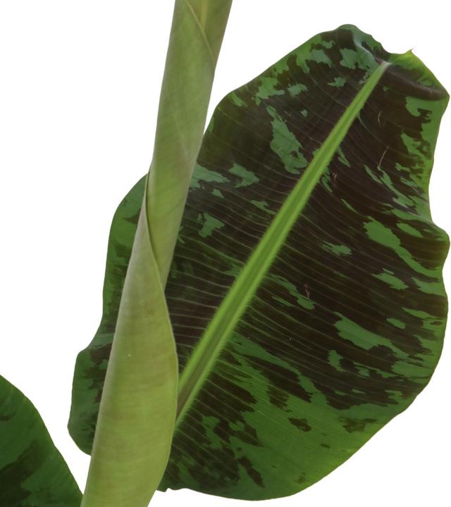 Produktbild Plant in a Box Musa Dwarf Cavendish - (90 cm)
