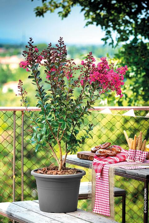 Image du produit Deroma Day R (50 cm)