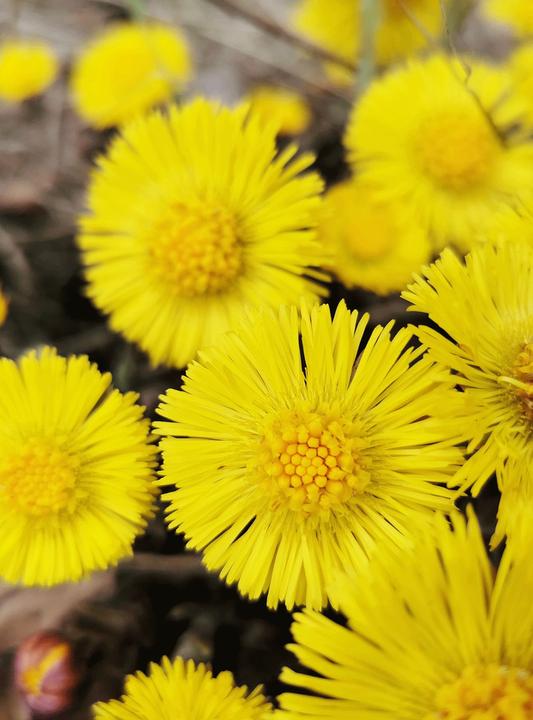 Immagine prodotto Rausch Shampoo Antiforfora con Coltsfoot Duo 2 fl 200 ml (400 ml, Shampoo liquido)