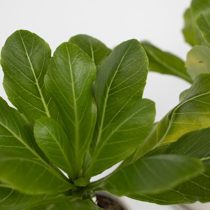 Actual product image Plant in a Box Brighamia Insignis - Set of 2 Alula Hawaiian Palm Tree (25 cm)
