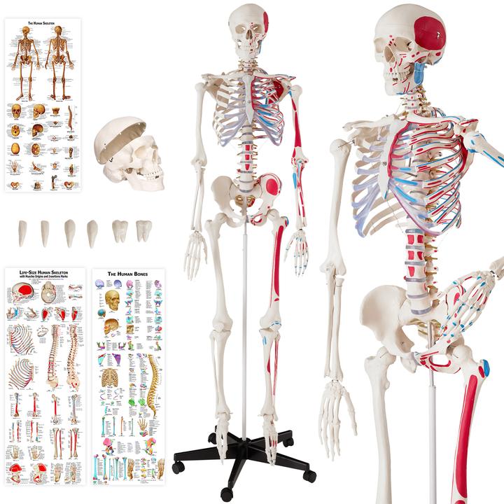 Immagine prodotto tectake Anatomia scheletrica
