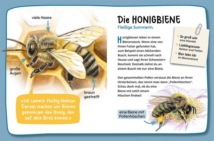 Actual product image Kosmos Mein erster Naturführer, Was krabbelt denn da? (German, Steffen Walentowitz, Julie Sodré, Veronika Lang, 2023)