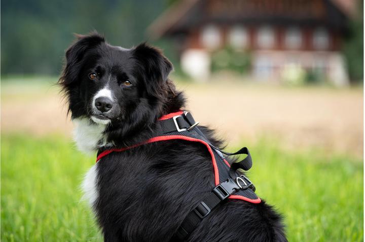 Produktbild Grossenbacher Geschirr Vary M Türkis (M, Hund, Allgemein)