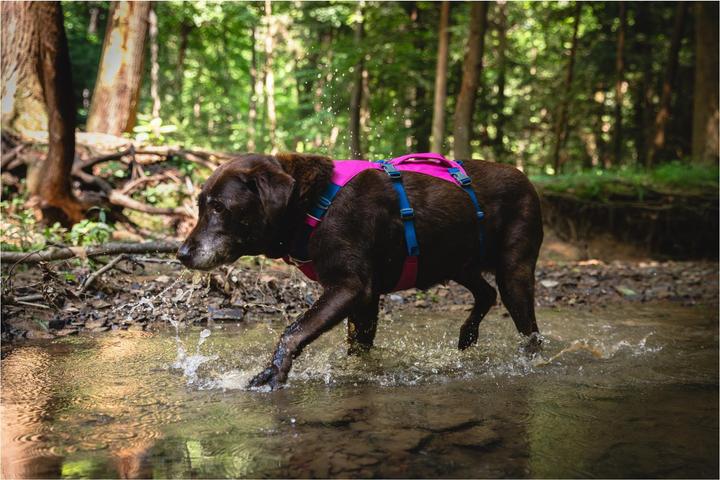 Image du produit Ruffwear Flagline harnais pour chien (M, Chien)
