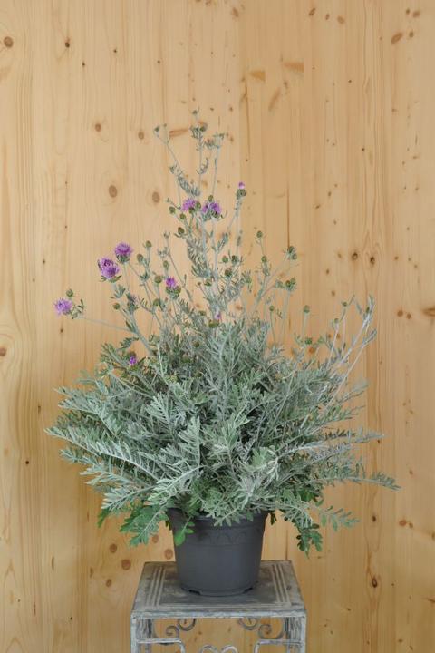 Actual product image Säntispracht The perennial knapweed - Centaurea 'Silver Feather' (80 cm)