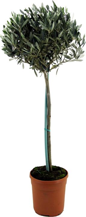 Produktbild Plant in a Box Olea europaea - Olivenbaum (155 cm)