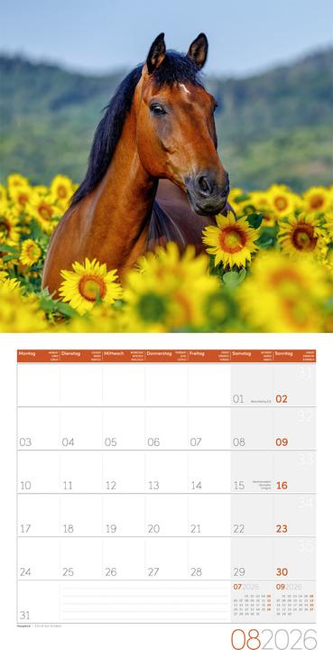 Actual product image Pferde Kalender 2026 - 30x30 (30 x 30 cm, Hardcover, German)
