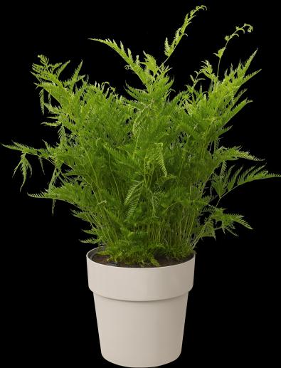 Produktbild Elho b.for original (16 cm)