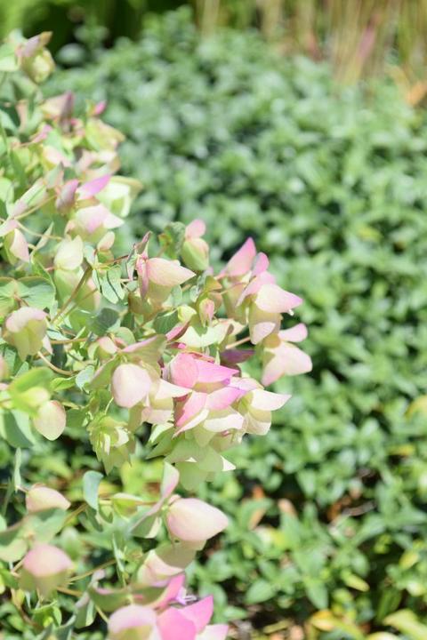 Produktbild Säntispracht Der durftausströmende Gartendost - Origanum rotundifolium 'Kent Beauty' (30 cm)