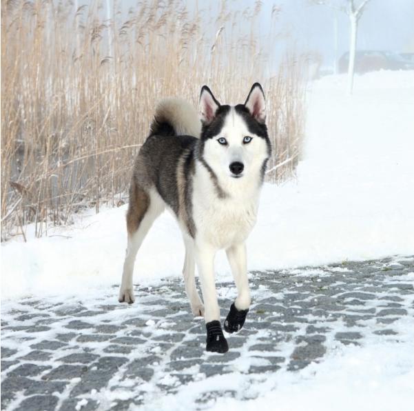 Produktbild Trixie Pfotenschutz Walker Active Gr. XL (XL, Hundeschuhe)