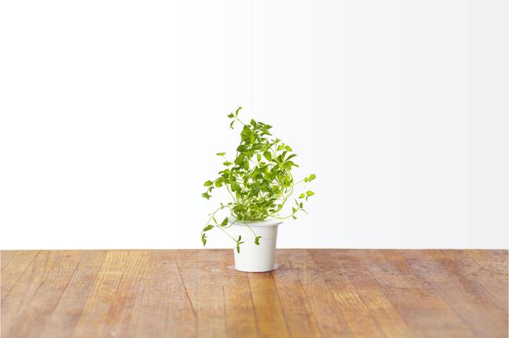 Actual product image Click and Grow Oregano (Herb seeds)