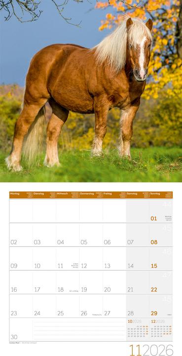 Actual product image Pferde Kalender 2026 - 30x30 (30 x 30 cm, Hardcover, German)