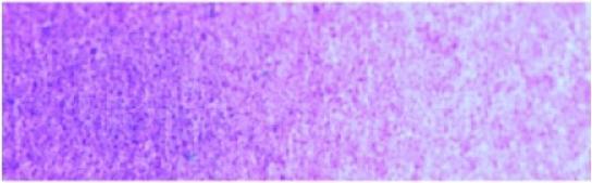 Cobalt Violet
