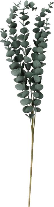 Produktbild VBS Eukalyptus Zweig "Evergreen"