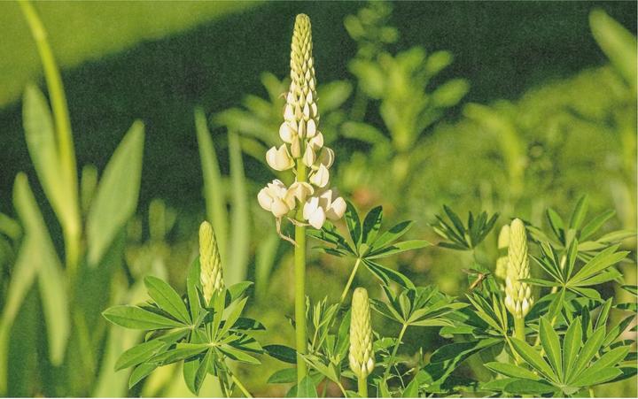 Produktbild Zollinger Bio Gründüngung, Lupine (Keimlinge)