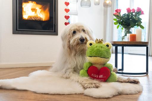 Produktbild Beeztees Froschkönig (Plüschspielzeug Hund)