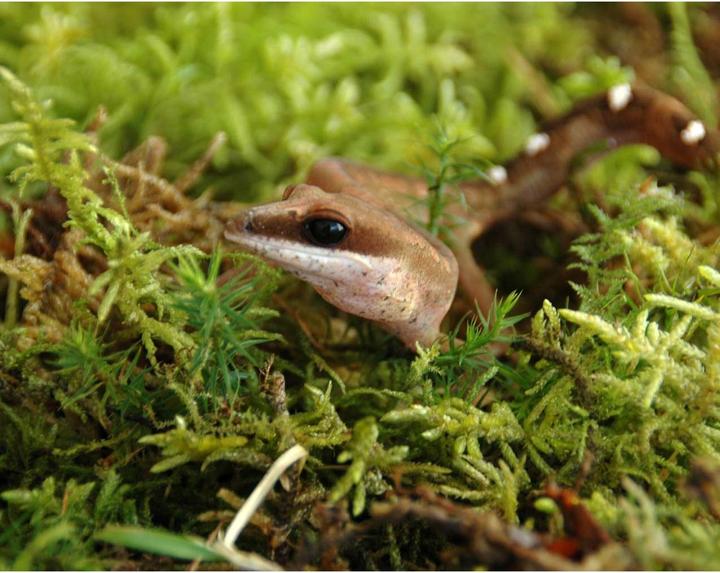Productafbeelding Lucky Reptile Vivariummos