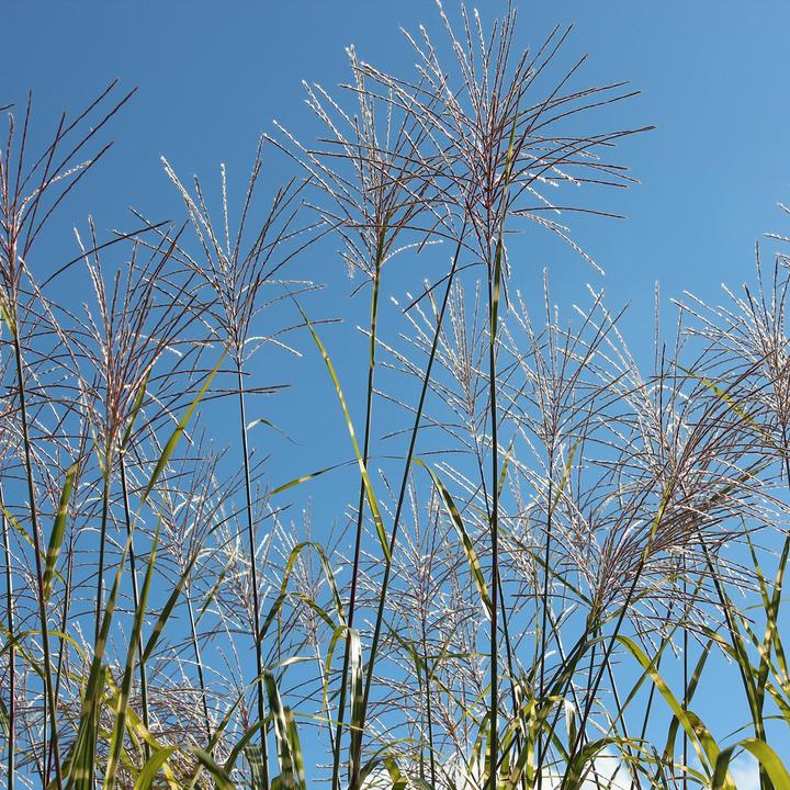 Produktbild Zulauf Chinaschilf / Miscanthus si. Zebrinus (50 cm)